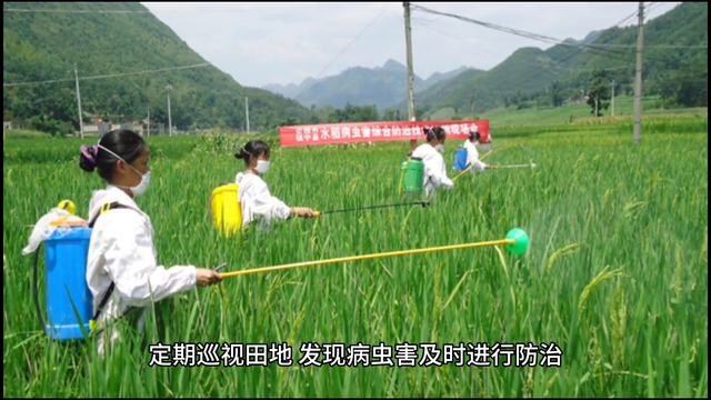 五常大米的种植技术，你了解多少？