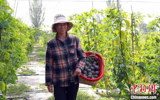 探访新疆南部百香果露天种植园：品相好味道浓 市场潜力大