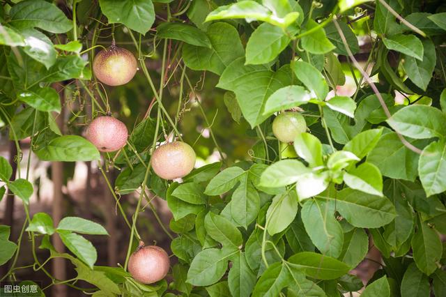 大棚百香果高产种植技术，及田间管理病虫害防治，值得收藏