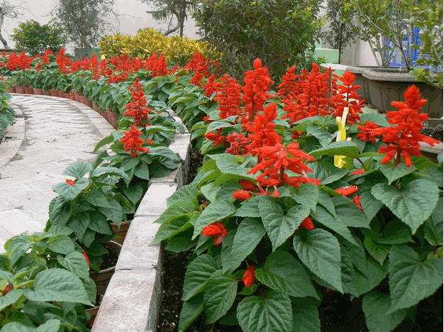 一串红花朵鲜红艳丽，养护方法很简单，保证一年四季盛开