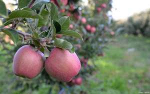 苹果每亩种植多少合适(红富士苹果家庭种植技术)