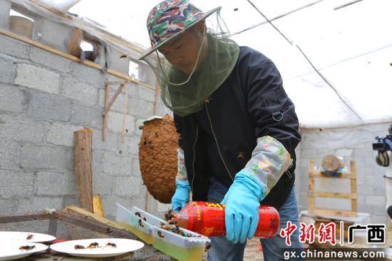 广西融水：种茯苓养胡蜂 特色产业助脱贫