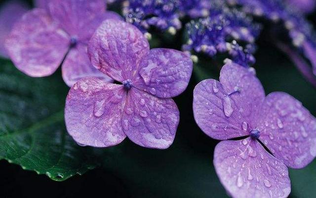 常见花草种植方法：紫罗兰，百合，金鸡菊花，栀子花