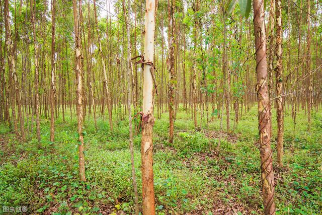 速生桉树高效种植管理技术，做好病虫害防治，确保桉树的经济效益