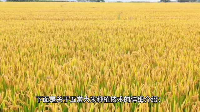 五常大米的种植技术，你了解多少？