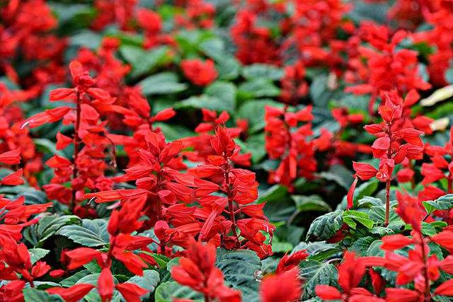 一串红花朵鲜红艳丽，养护方法很简单，保证一年四季盛开