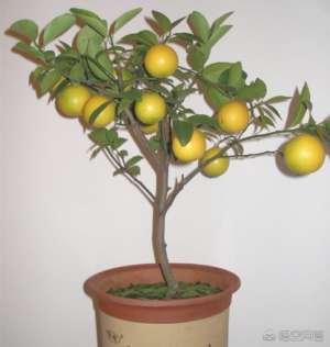 如何种植柠檬树(怎样家中种植柠檬？教您一招，在家也能吃到新鲜柠檬果)
