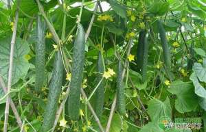 小黄瓜怎么种植(黄瓜最佳种植时间是几月份？播种要注意什么？)