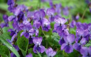 花卉种植方案(常见花草种植方法：紫罗兰，百合，金鸡菊花，栀子花)
