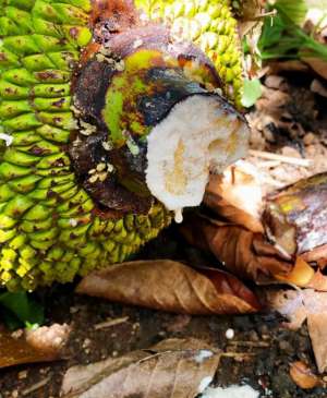 四季菠萝蜜种植技术(菠萝蜜出琼岛记：从“没人种”到“抢着种”)
