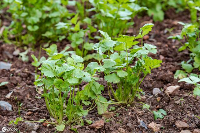 家庭种植香菜，什么时候可以进行播种，香菜种植其实很简单