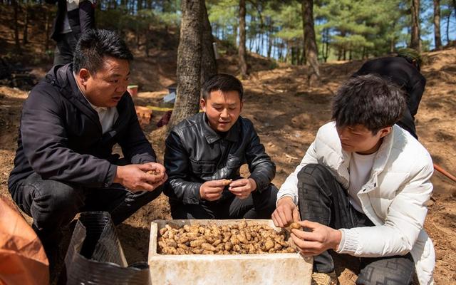 贵州赫章：天麻种植正当时 林下“生金”促增收