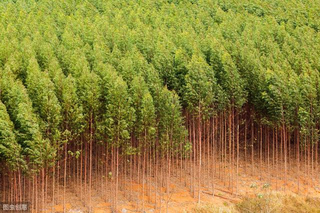 速生桉树高效种植管理技术，做好病虫害防治，确保桉树的经济效益
