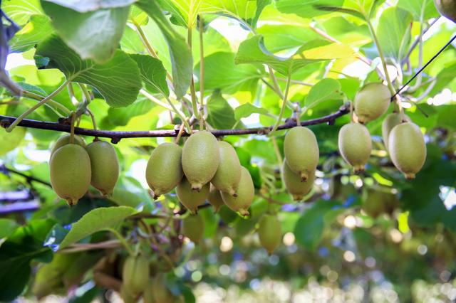 红心猕猴桃高产栽培技术，抓好以下几个方面的管理工作，提升产量