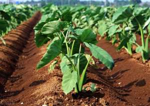芋头种植管理(芋头种植技术，从选种到种植再到病虫害防治，这篇文章很全)