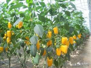 种植黄皮椒(干货分享：辣椒想高产，整枝方式很重要看看你知道哪些)