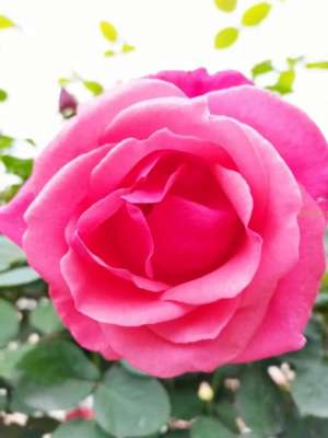 盆栽玫瑰花种植技术(月季&玫瑰的养护方法)