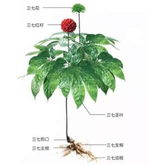 三七种植 条件(三七可以自己种植吗？如果进行盆栽种植，需要注意什么？)