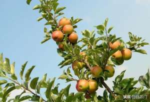 苹果树的种植与管理(苹果树种植的管理方法，你了解多少呢？这里我教你几招)