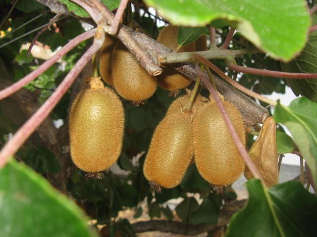 红心猕猴桃高产栽培技术，抓好以下几个方面的管理工作，提升产量