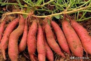 山芋怎么种植方法(红薯如何种植成活率和产量高？超实用的几点，薯农们应该记牢)