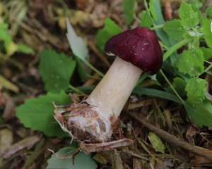 蘑菇的种植的成本(农民大姐种植赤松茸，投入两万元亩产6000斤，却有8万元利润)