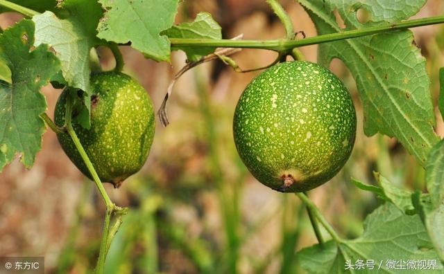 南方夏季极端天气多发，种植瓜蒌该如何做好田间管理？