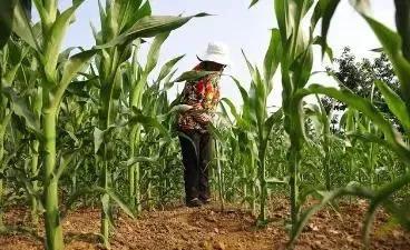 如何栽种玉米，一亩地能够栽种4千株？