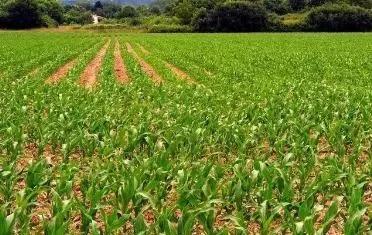 如何栽种玉米，一亩地能够栽种4千株？