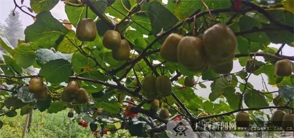 兴安县：司马园村120余亩红心猕猴桃喜迎丰收