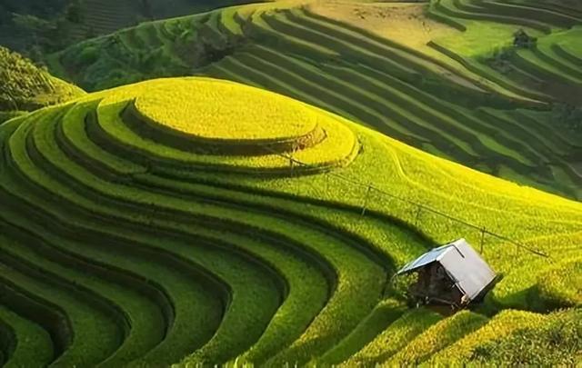 水稻上山种植带来丰收，农民迎来丰收盛景！