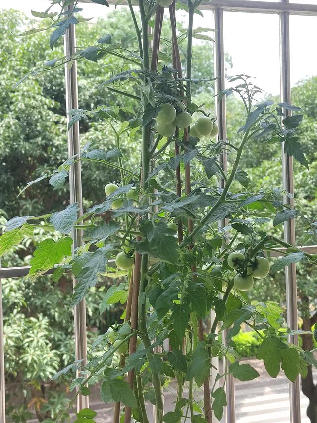 盆栽水果小番茄养殖方法和注意事项