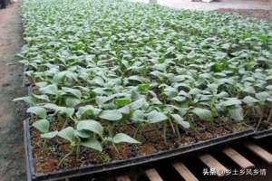 大棚春黄瓜种植技术(早春冷棚黄瓜播种育苗，温度调控是关键)