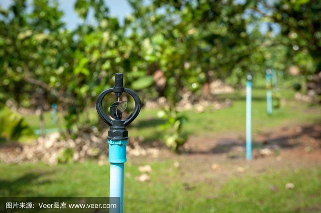 柠檬夏季高效栽培土肥水管理技术