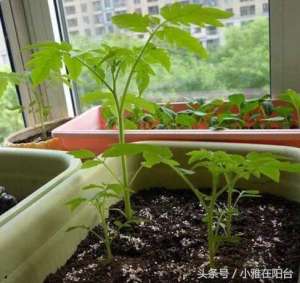 盆栽小番茄的种植方法(阳台种番茄，一个巧妙的方法，种下去二十天就结果子)