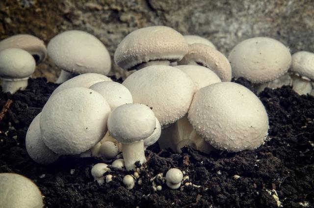 「种植微课堂」白灵菇高产高质栽培技术
