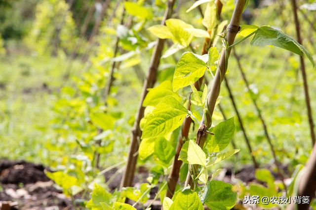 春季种植豆角做到这五点，苗株健壮、开花结荚多，持续采摘能高产