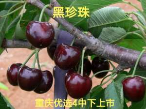 汉源樱桃种植生长过程(我国大樱桃的主要产区分布及高效栽培技术)