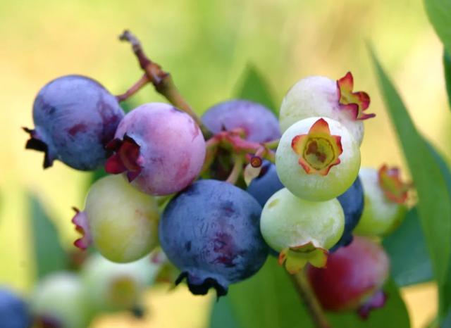 盆栽果树之王蓝莓，南北方都可种