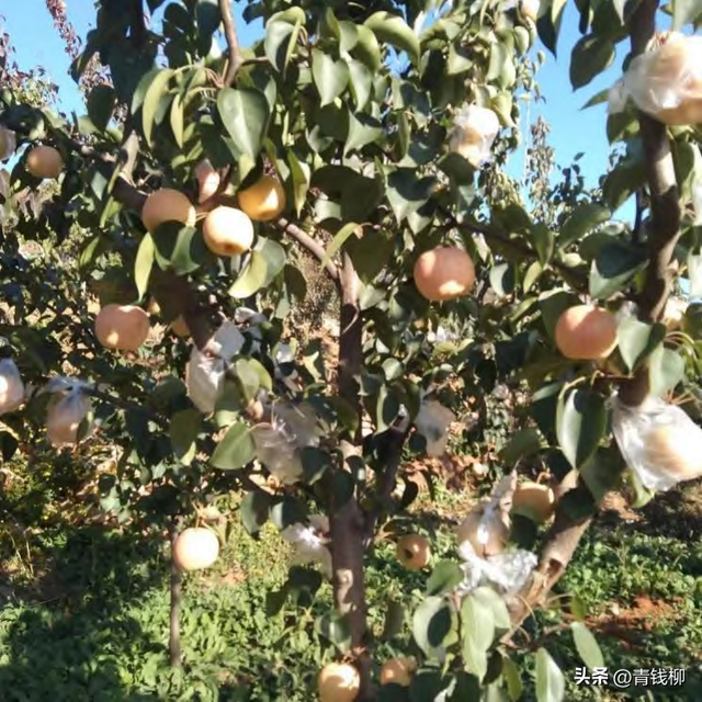 梨树优质高效栽培技术