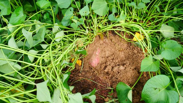 红薯施肥，鸡粪、牛粪、羊粪使用有区别，哪种适合种植？