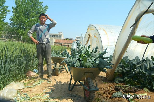 农村小伙回乡种蔬菜：比做生意稳当，比打工自由，在村里有面子