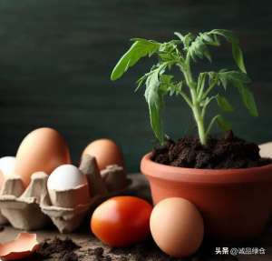鸡蛋果如何种植方法(鸡蛋番茄法：种出惊人的番茄)