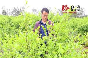 油茶种植新技术视频(视频丨道县已累计发展油茶基地16万亩 建成万亩基地2个)