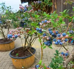 蓝莓果种植(如何做好蓝莓苗的种植？)