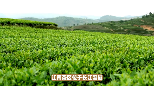 茶树种植区域广泛，我国茶区是如何划分的？