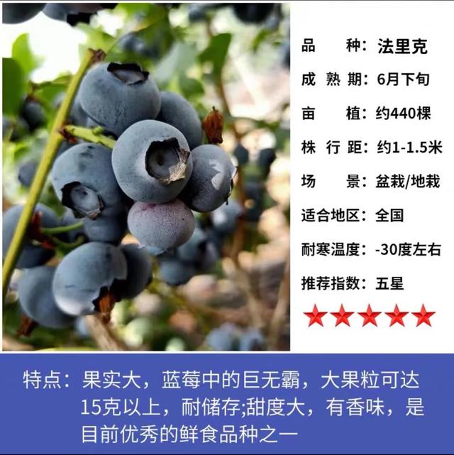 盆栽果树之王蓝莓，南北方都可种