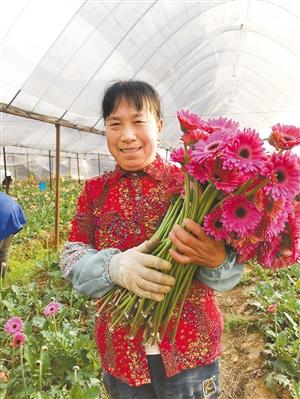 鲜切花的种植效益(一亩康乃馨收入6万元)