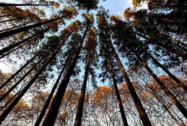 杉木速生丰产林栽培技术，做好以下几点，促进杉木速丰林优质高产
