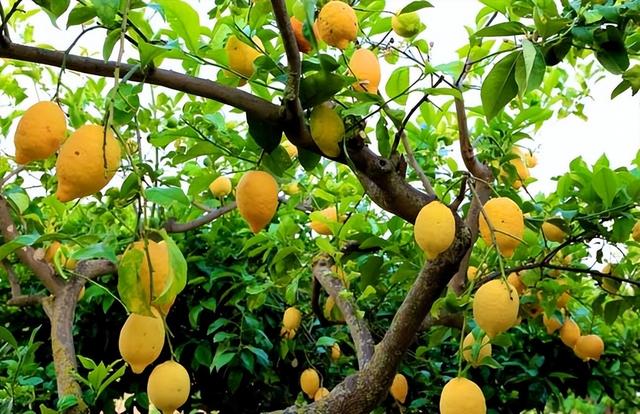 柠檬夏季高效栽培土肥水管理技术